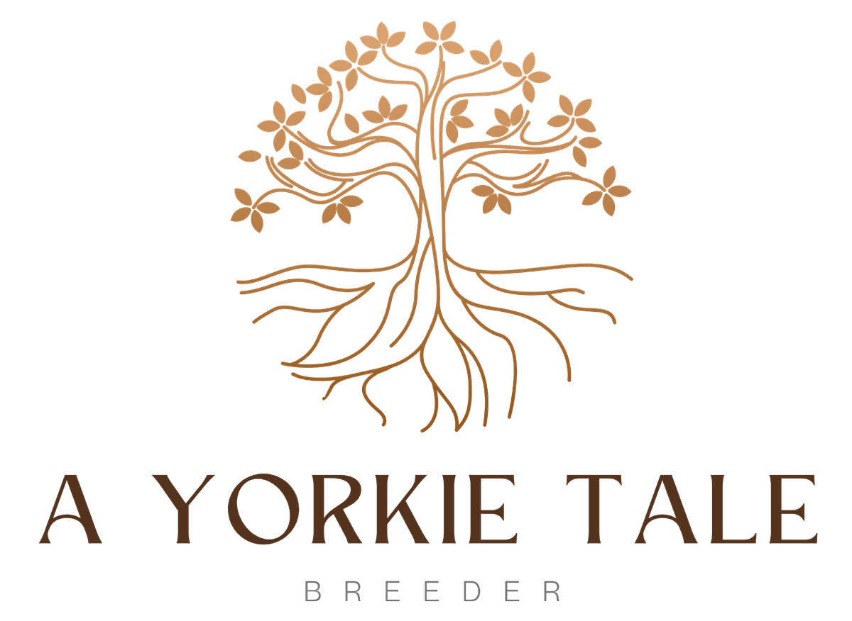 A Yorkie Tale Breeder Header Logo