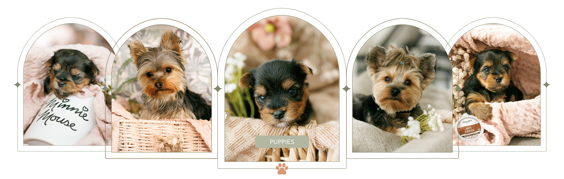 Lightened A Yorkie Tale Breeder in North Dakota and Los Angeles