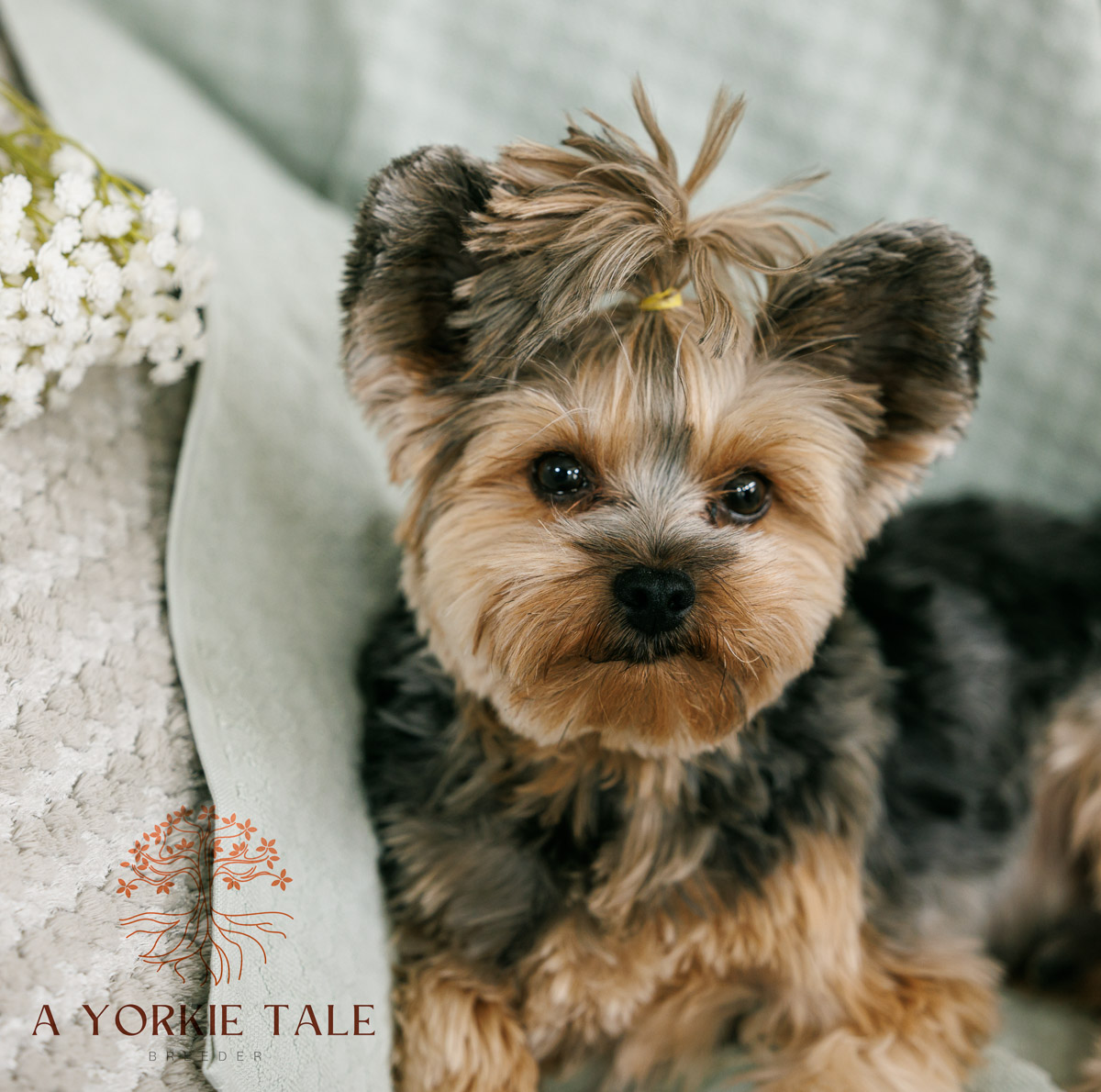 Pups 2024-07 L1027-E