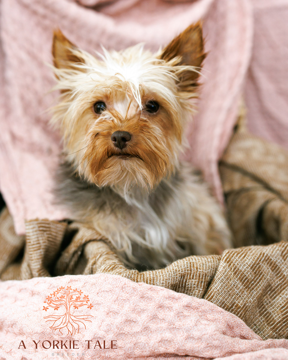 Pups 2024-07 L1164-E