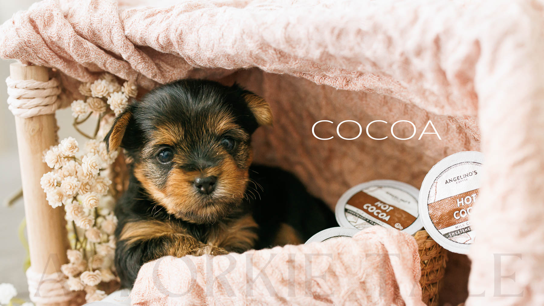 Pups 2024-07 L1223-E