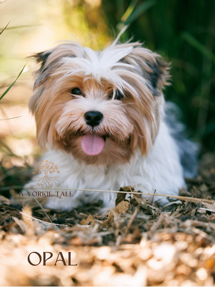 1a yorkie tale parents yorkies for salepng