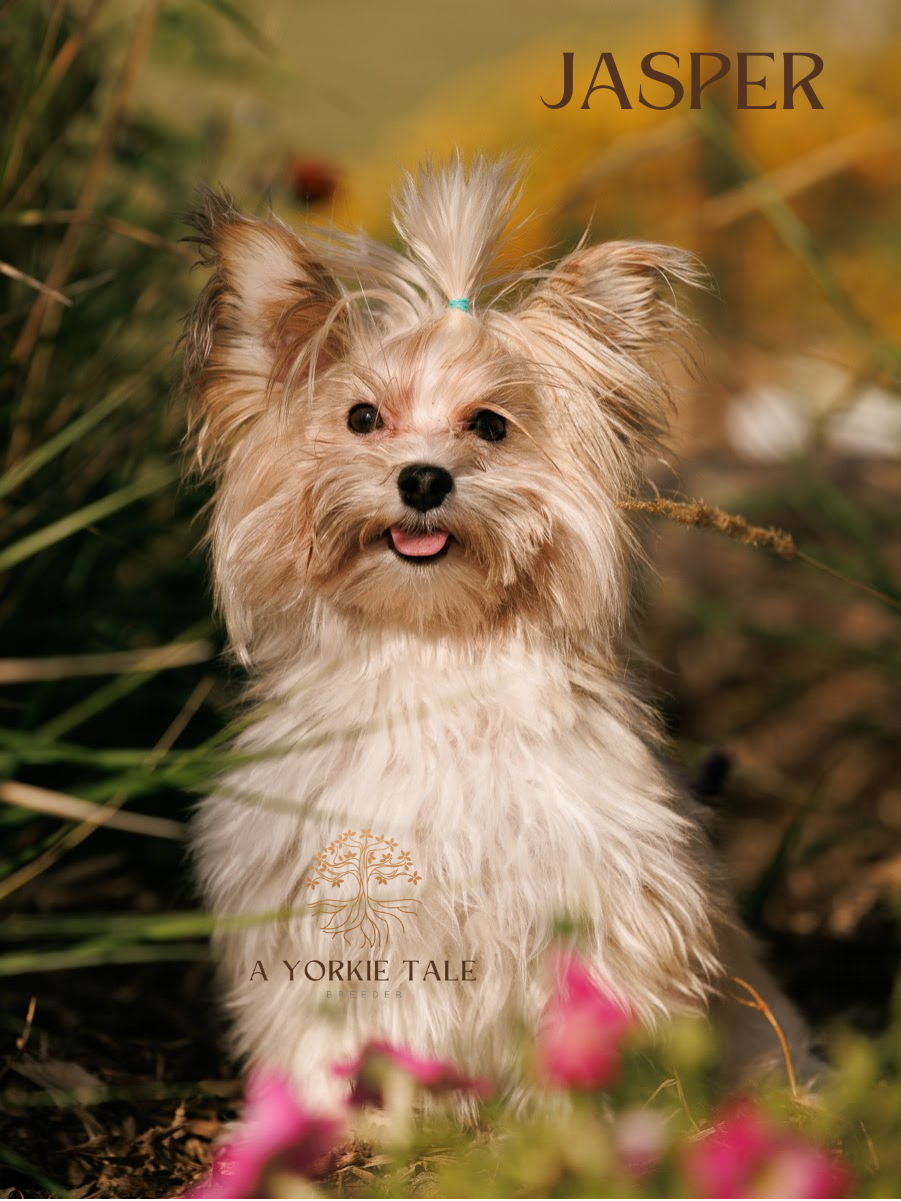 2a yorkie tale parents yorkies for salepng