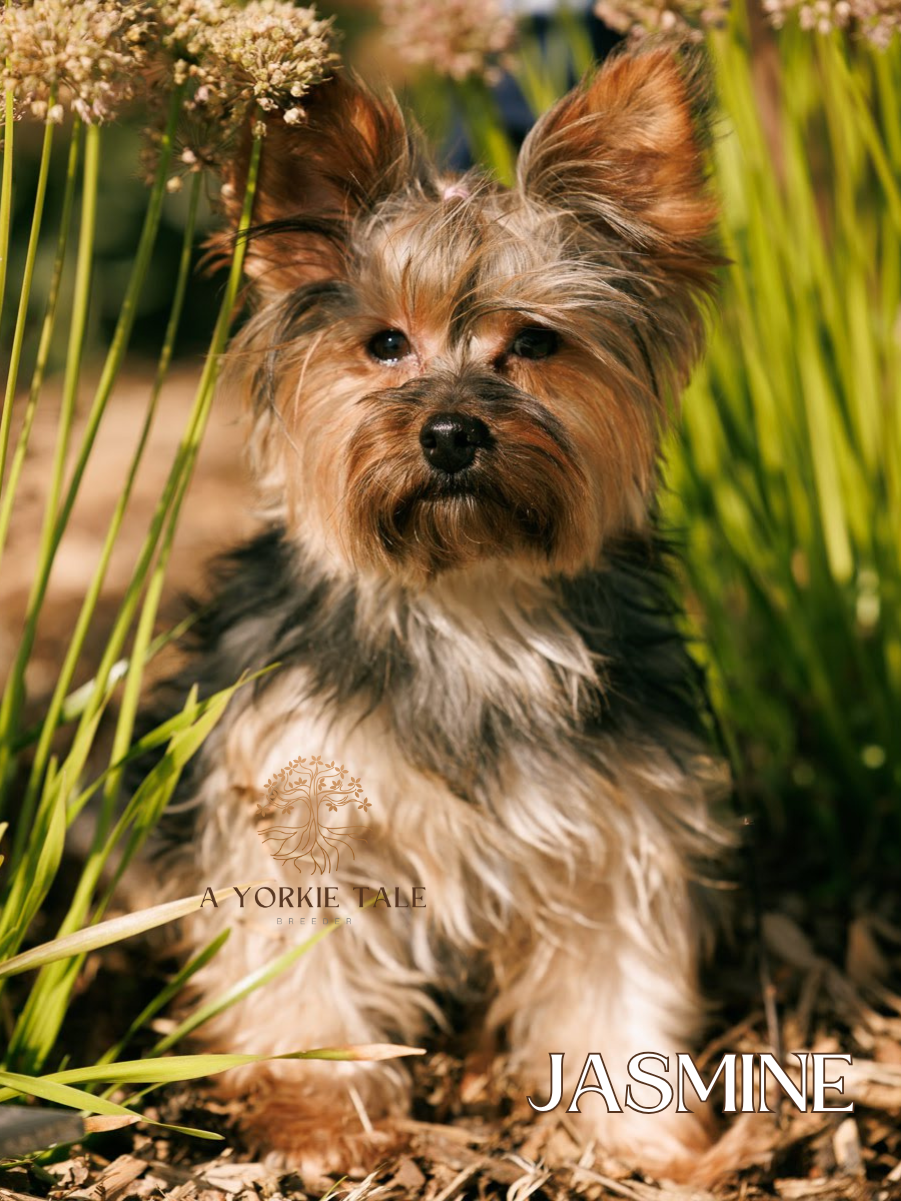 3a yorkie tale parents yorkies for salepng