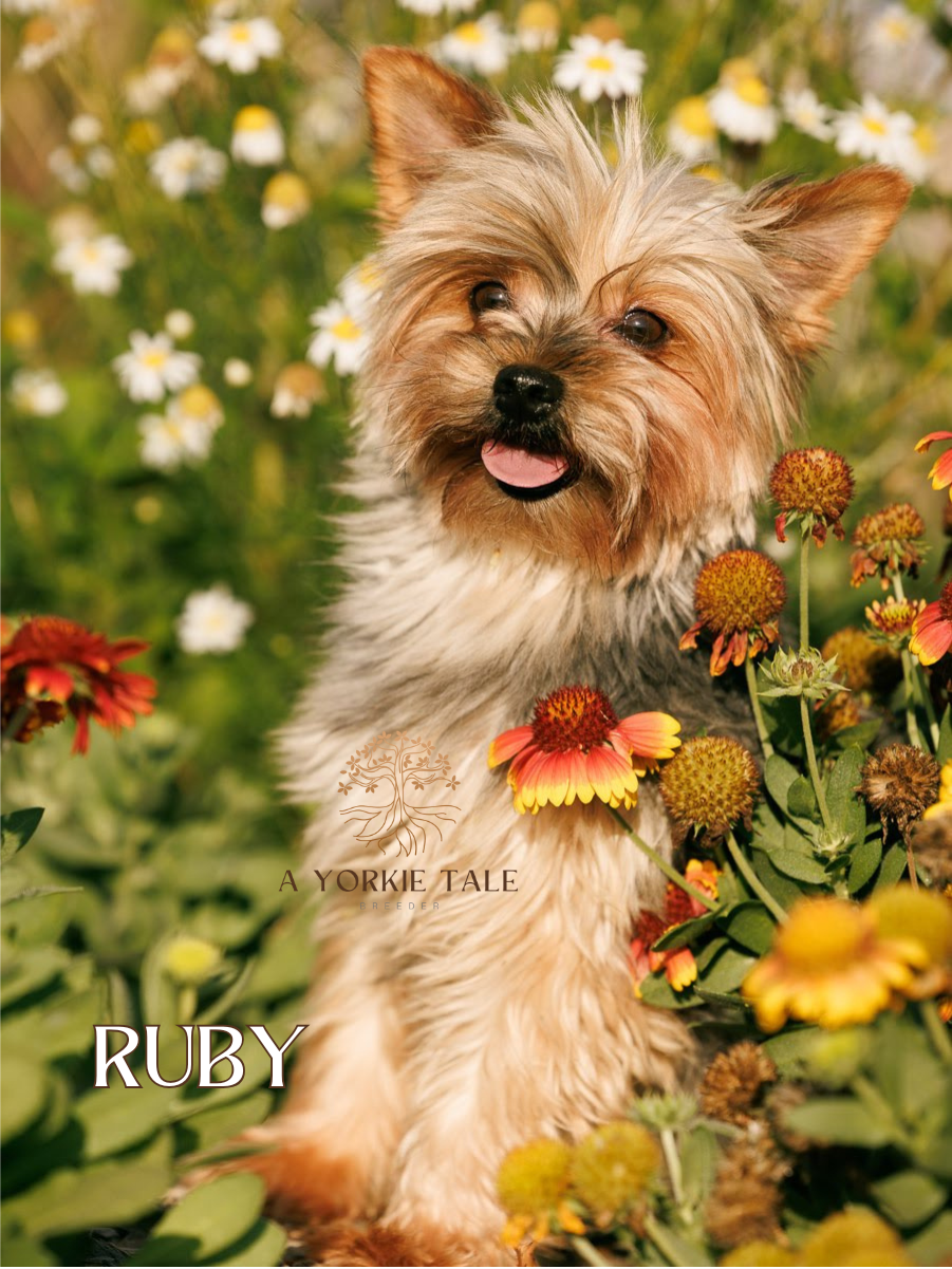 4a yorkie tale parents yorkies for salepng