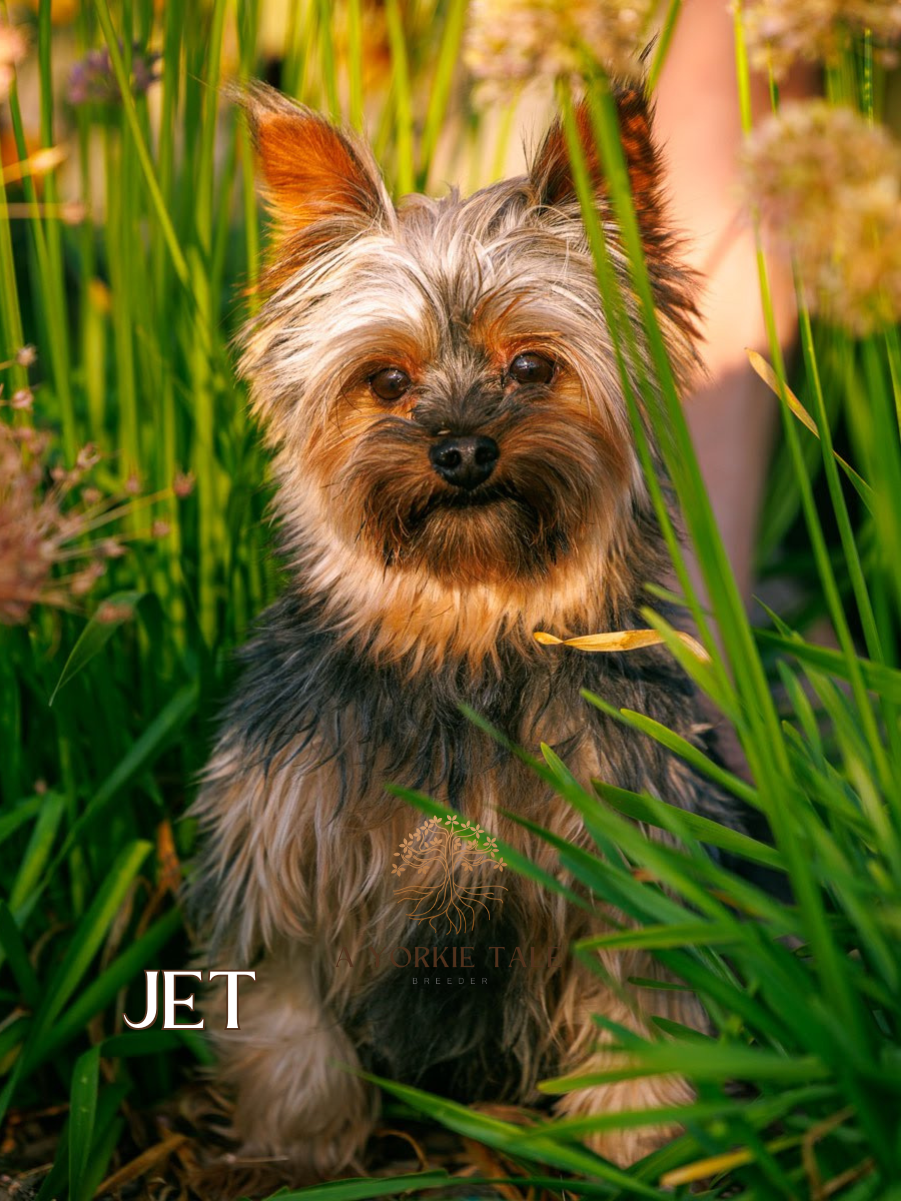 5a yorkie tale parents yorkies for salepng