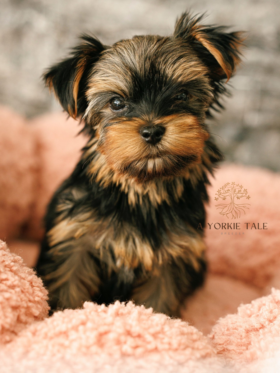6a yorkie tale yorkies available in north dakorapng