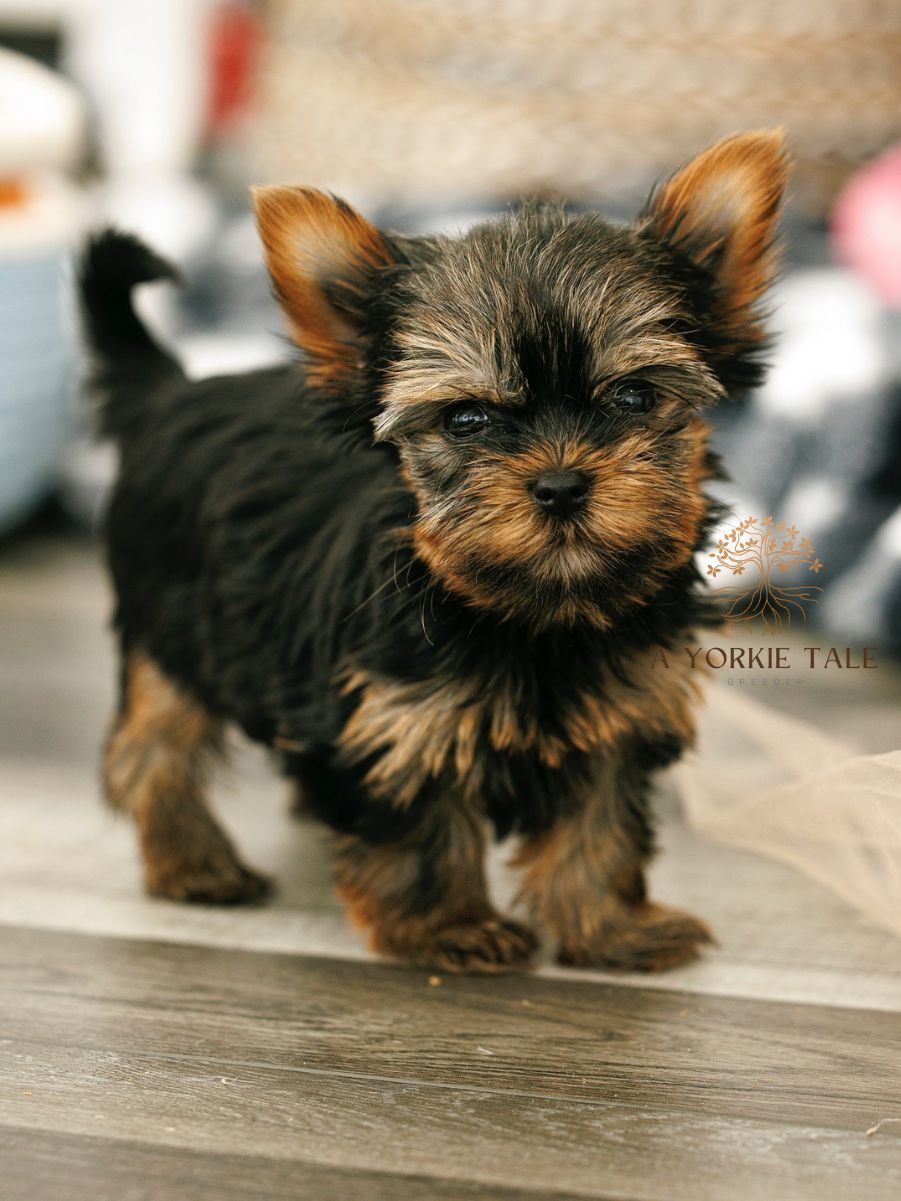 7a yorkie tale yorkies available in north dakorapng