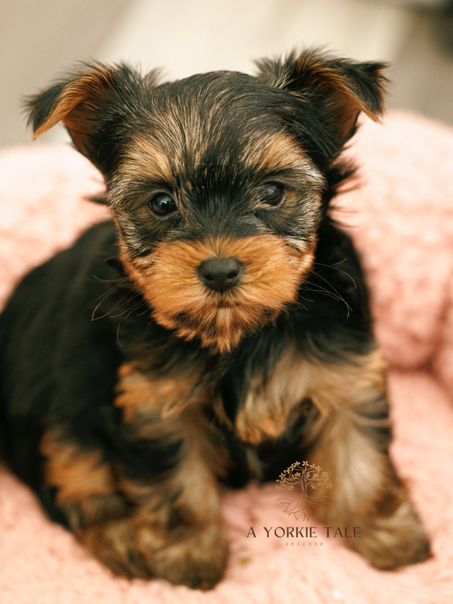 8a yorkie tale yorkies available in north dakorapng