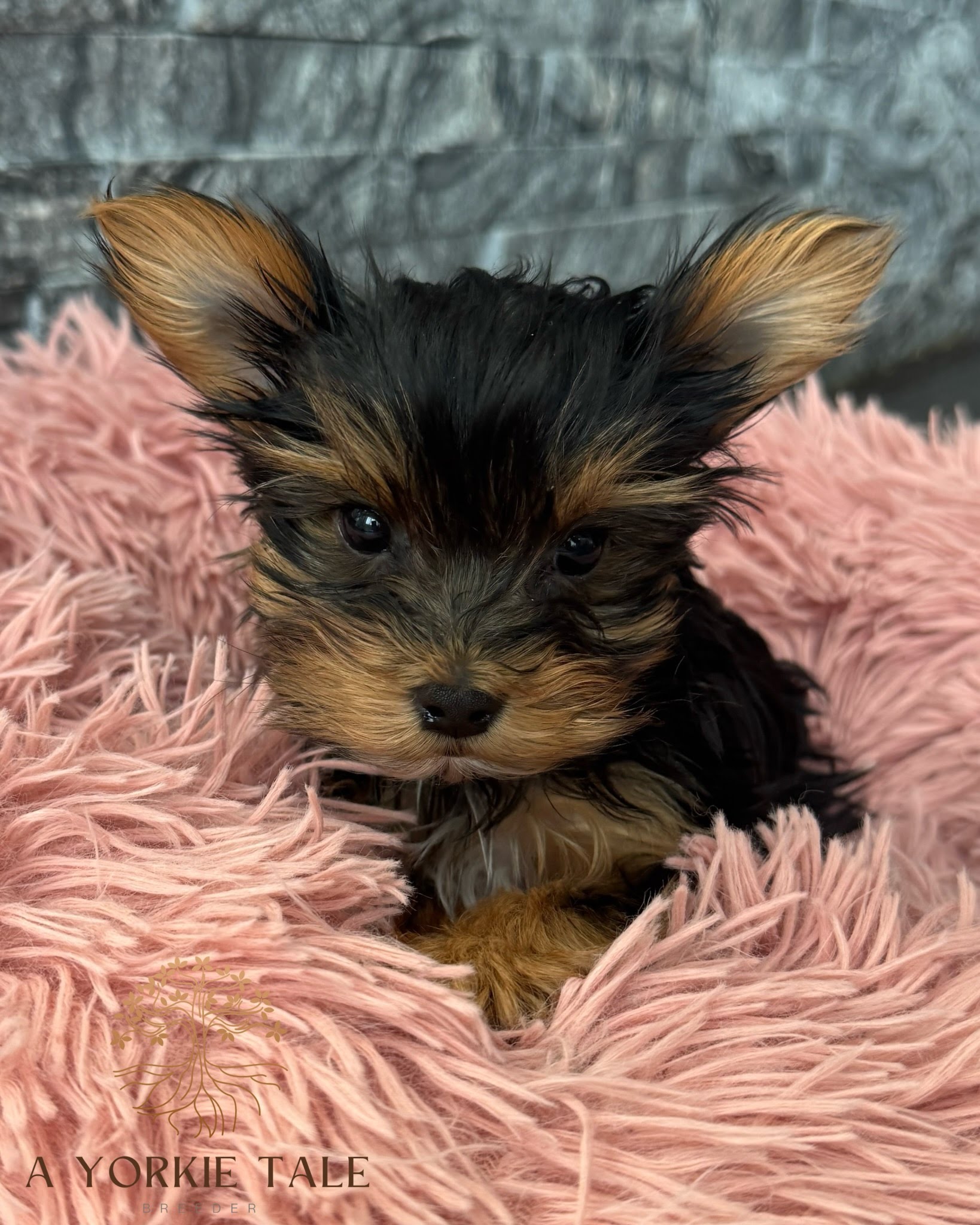 7dc2484a434342755373d266067ac1748600cb9c-1