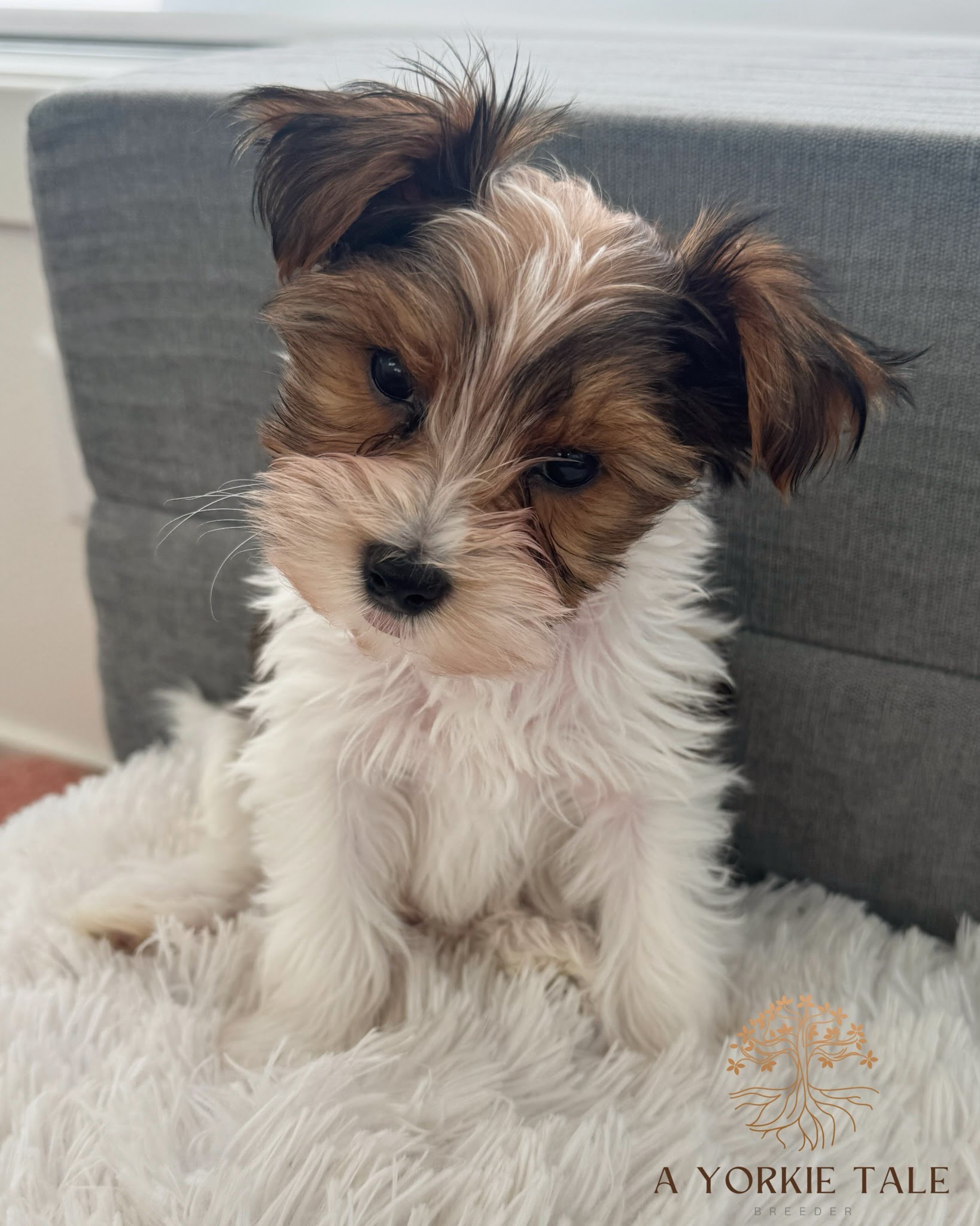 cea400fa4f867145274ae9d00d88e427d20feb76-1