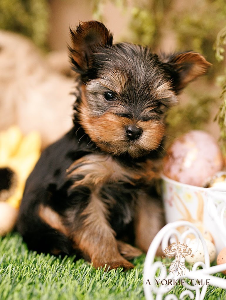 da246dcd8161dd5a84d7d03bfef8bc77b636ee97-1