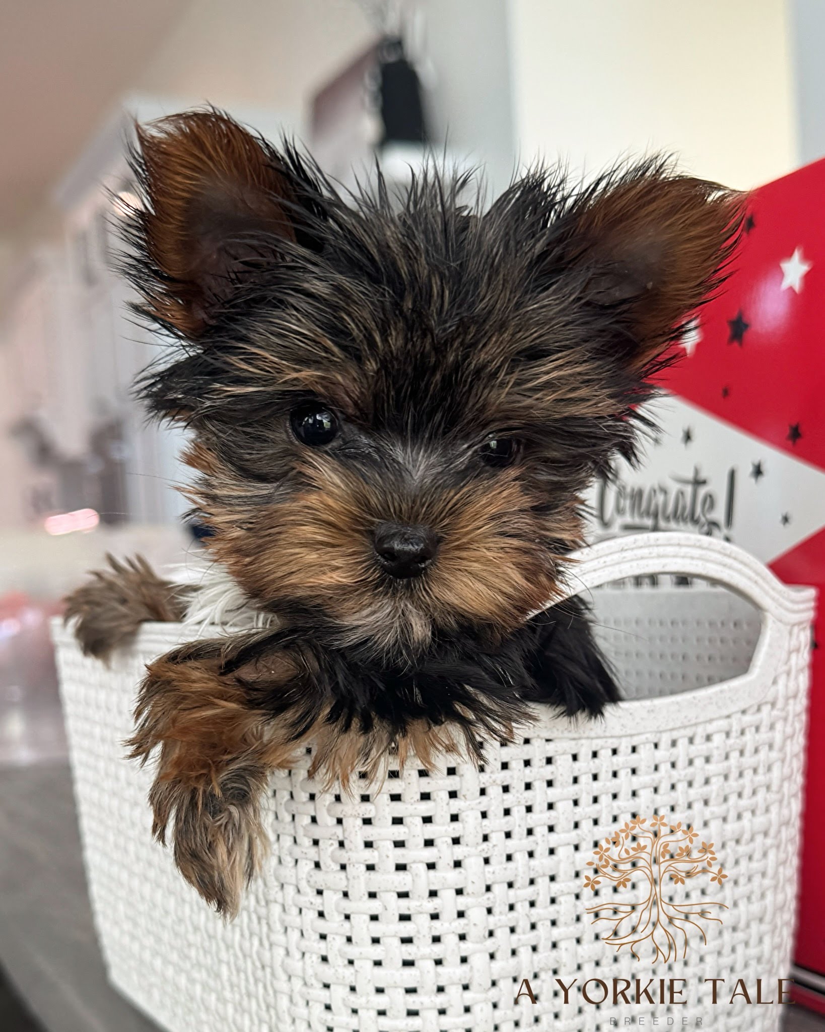 eaff5a4752f8b867d9a380aebe17d97a4f0d3067-1