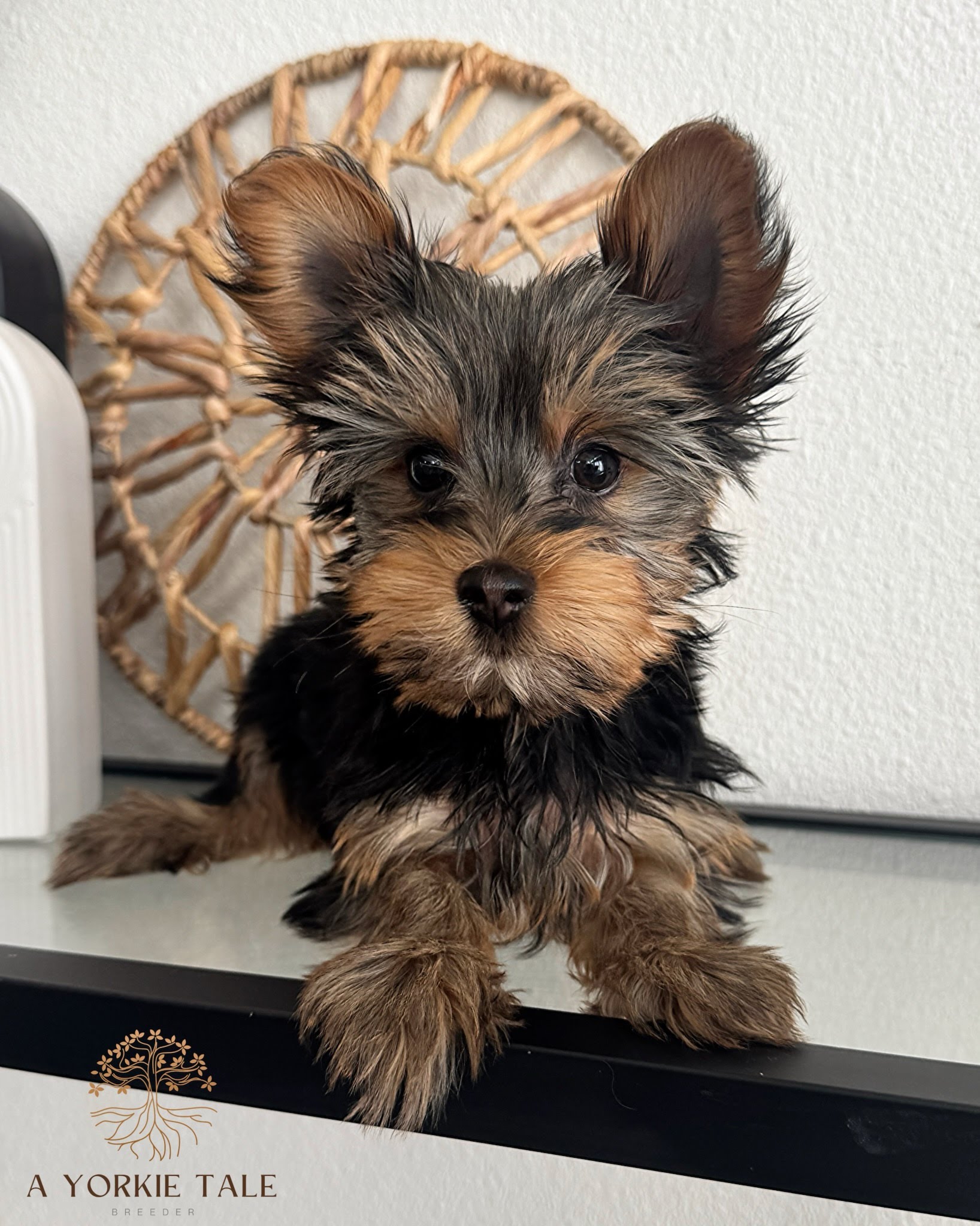 ebabb723caffd41466f59cb7efca762a12f7eb4a-1