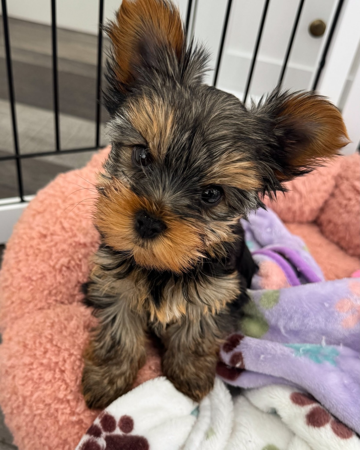 934148fdbff48282d531c5ea54b3fe0226414446-1