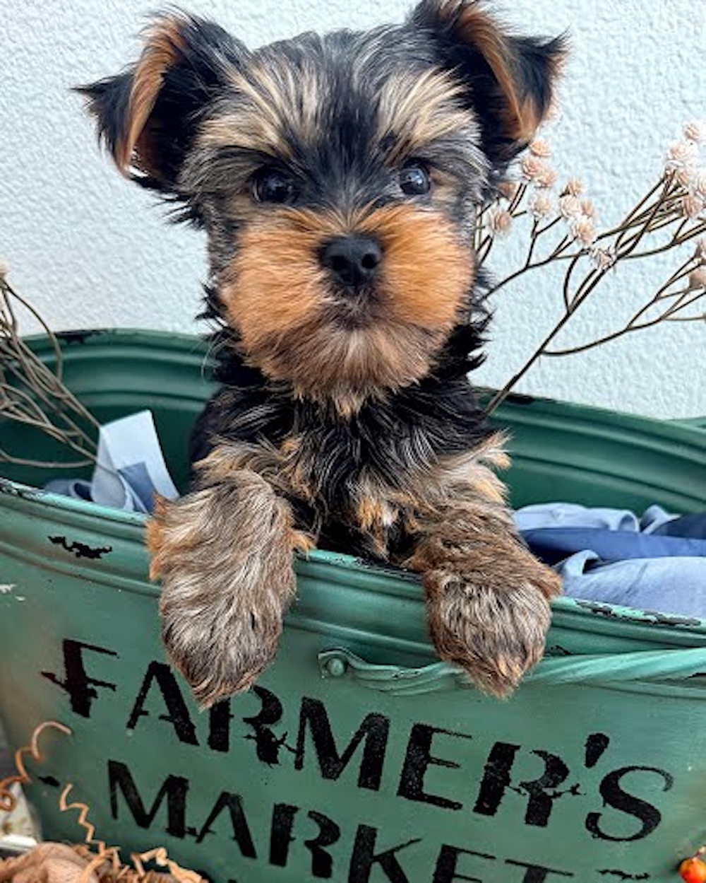 c9f2872334c9d955942d907ab5b5eba07ae11b84-1