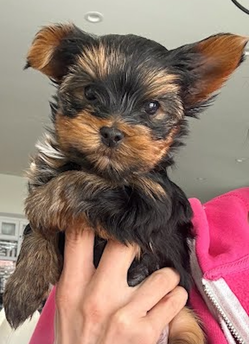 little yorkie puppy-1